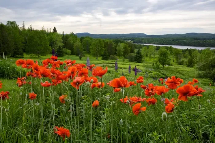 Framed Print : Canada, New Brunswick, Shampers Bluff. Landscape with flowers and St. John River Framed Print : Canada, New Brunswick, Shampers Bluff. Landscape with flowers and St. John River