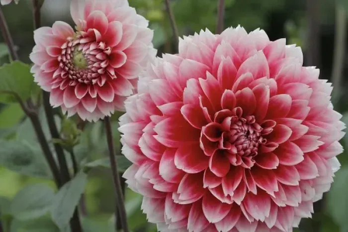 Framed Print : Canada, New Brunswick, St Andrews. Pink dahlias at KIngsbrae Garden