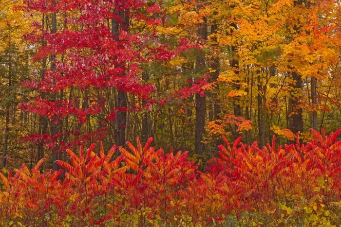 Framed Print : Canada, New Brunswick, Woodstock. Forest in autumn foliage