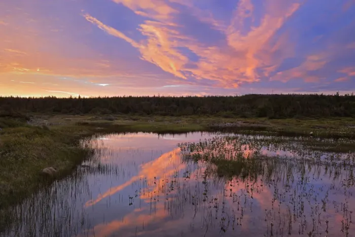 Framed Print : Canada, Newfoundland, Belburns. Sunrise reflected in wetland