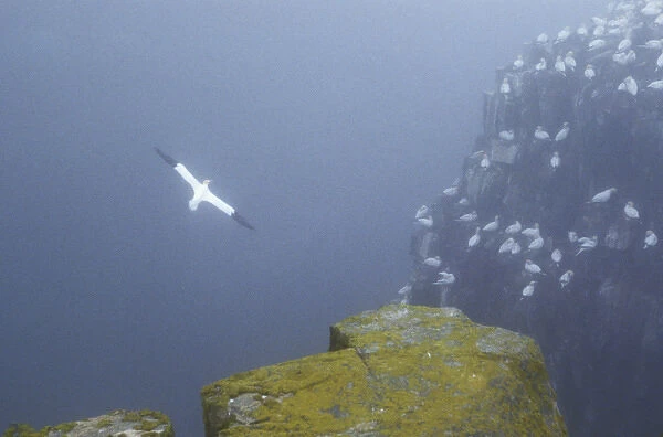 Canada, Newfoundland, Cape St. Mary s. Colony of northern gannets in the fog