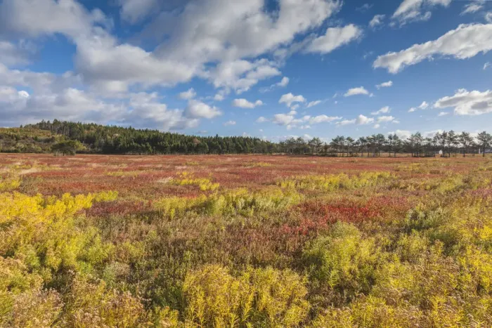 Framed Print : Canada, Nova Scotia, Advocate Harbour. Blueberry field in autumn Framed Print : Canada, Nova Scotia, Advocate Harbour. Blueberry field in autumn