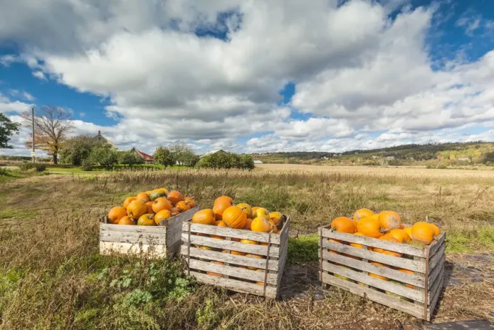 Framed Print : Canada, Nova Scotia, Annapolis Valley, Wolfville. Pumpkin farm in autumn Framed Print : Canada, Nova Scotia, Annapolis Valley, Wolfville. Pumpkin farm in autumn