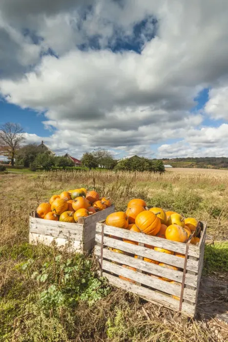 Framed Print : Canada, Nova Scotia, Annapolis Valley, Wolfville. Pumpkin farm in autumn Framed Print : Canada, Nova Scotia, Annapolis Valley, Wolfville. Pumpkin farm in autumn