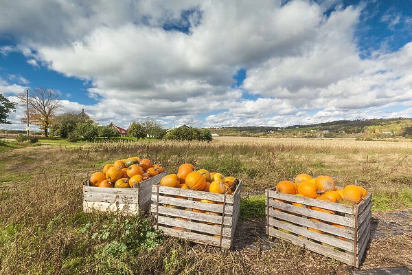 Canada, Nova Scotia, Annapolis Valley, Wolfville. Pumpkin farm in autumn