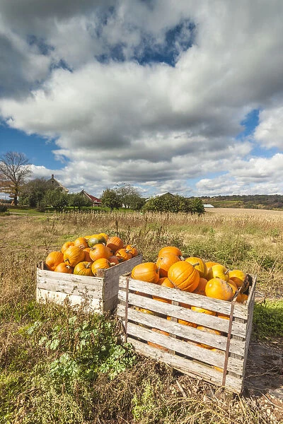 Canada, Nova Scotia, Annapolis Valley, Wolfville. Pumpkin farm in autumn