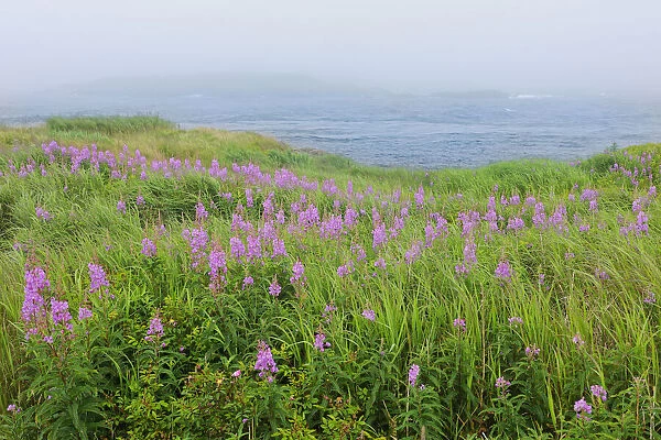 Canada, Nova Scotia, Bay of Fundy. Fireweed and fog on bay