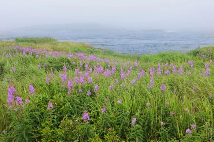 Framed Print : Canada, Nova Scotia, Bay of Fundy. Fireweed and fog on bay Framed Print : Canada, Nova Scotia, Bay of Fundy. Fireweed and fog on bay