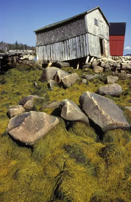 Framed Print : Canada, Nova Scotia, Blue Rocks. Seaweed covers rocks near old boat houses at Blue Framed Print : Canada, Nova Scotia, Blue Rocks. Seaweed covers rocks near old boat houses at Blue