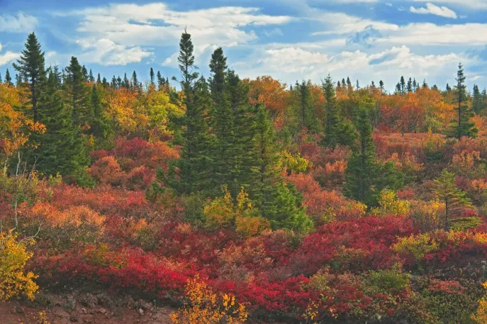 Framed Print : Canada, Nova Scotia, Cape Breton Island. Forest in autumn foliage Framed Print : Canada, Nova Scotia, Cape Breton Island. Forest in autumn foliage
