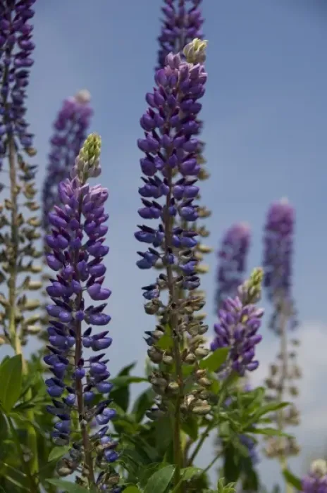 Framed Print : Canada, Nova Scotia, Cape Breton Island. Wildflowers, blue lupine Framed Print : Canada, Nova Scotia, Cape Breton Island. Wildflowers, blue lupine
