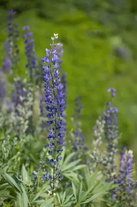 Framed Print : Canada, Nova Scotia, Cape Breton Island, Cabot Trail, Ingonish. Lupine wildflowers Framed Print : Canada, Nova Scotia, Cape Breton Island, Cabot Trail, Ingonish. Lupine wildflowers