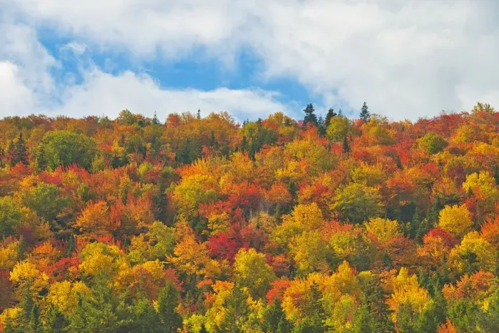 Framed Print : Canada, Nova Scotia, Indian Brook. Forest in autumn foliage