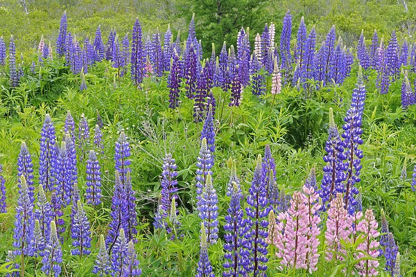 Canada, Nova Scotia, Lunenberg. Lupine flowers in field