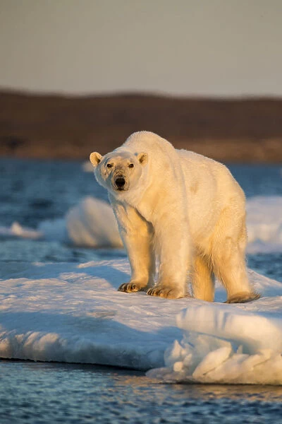 Canada, Nunavut Territory, Adult male Polar Bear (Ursus maritimus) standing at edge