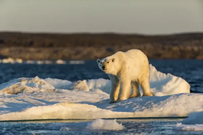 Framed Print : Canada, Nunavut Territory, Adult male Polar Bear (Ursus maritimus) yawns while standing Framed Print : Canada, Nunavut Territory, Adult male Polar Bear (Ursus maritimus) yawns while standing