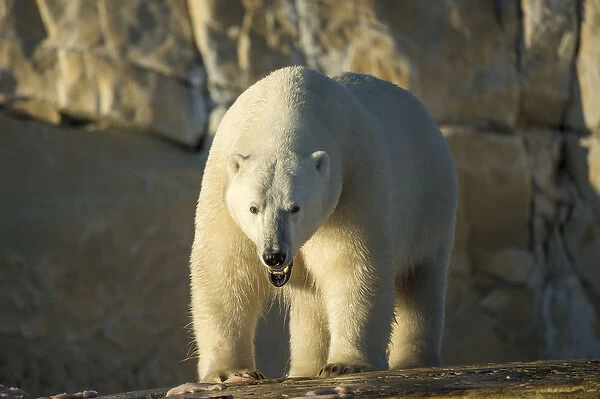Canada, Nunavut Territory, Polar Bear feeeding on remains of Beluga Whale killed