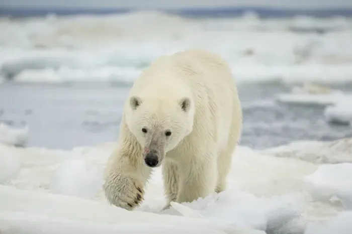 Framed Print : Canada, Nunavut Territory, Polar Bear (Ursus arctos) walking across sea ice in Frozen