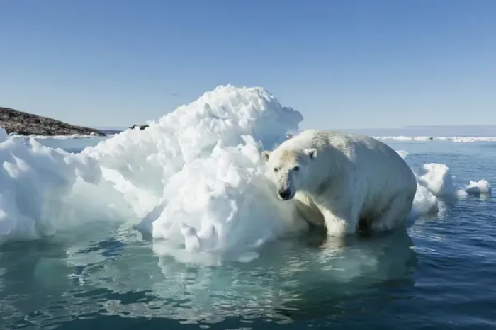 Framed Print : Canada, Nunavut Territory, Polar Bear (Ursus maritimus) climbing onto melting iceberg Framed Print : Canada, Nunavut Territory, Polar Bear (Ursus maritimus) climbing onto melting iceberg