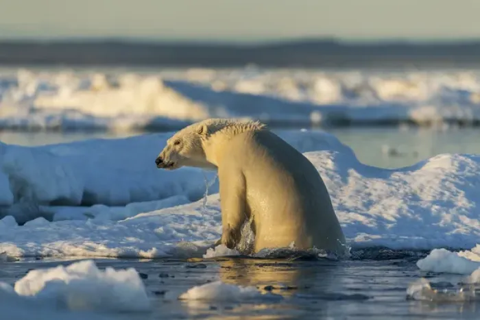 Framed Print : Canada, Nunavut Territory, Polar Bear (Ursus maritimus) climbing onto melting sea Framed Print : Canada, Nunavut Territory, Polar Bear (Ursus maritimus) climbing onto melting sea