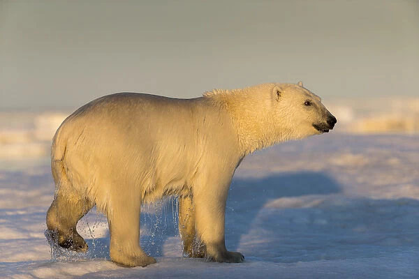 Canada, Nunavut Territory, Rear view of Polar Bear (Ursus maritimus) walking on melting
