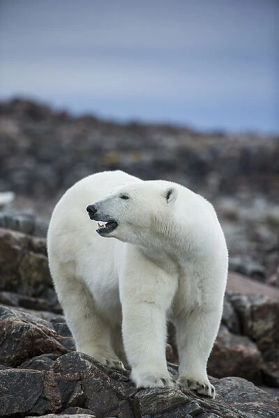 Canada, Nunavut Territory, Repulse Bay, Polar Bear (Ursus maritimus) standing along