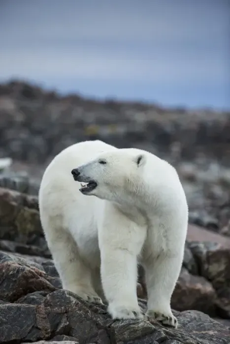 Framed Print : Canada, Nunavut Territory, Repulse Bay, Polar Bear (Ursus maritimus) standing along Framed Print : Canada, Nunavut Territory, Repulse Bay, Polar Bear (Ursus maritimus) standing along