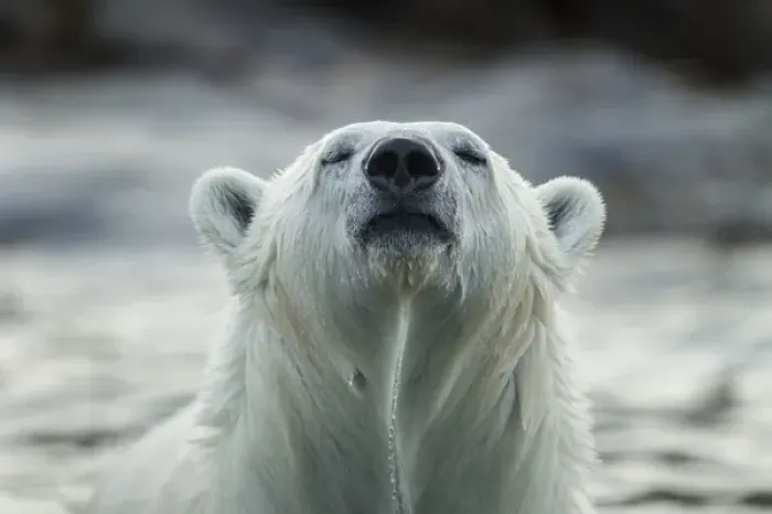 Framed Print : Canada, Nunavut Territory, Repulse Bay, Polar Bear (Ursus maritimus) sniffing Framed Print : Canada, Nunavut Territory, Repulse Bay, Polar Bear (Ursus maritimus) sniffing