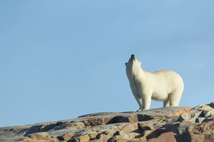 Framed Print : Canada, Nunavut Territory, Repulse Bay, Polar Bears (Ursus maritimus) sniffs air Framed Print : Canada, Nunavut Territory, Repulse Bay, Polar Bears (Ursus maritimus) sniffs air