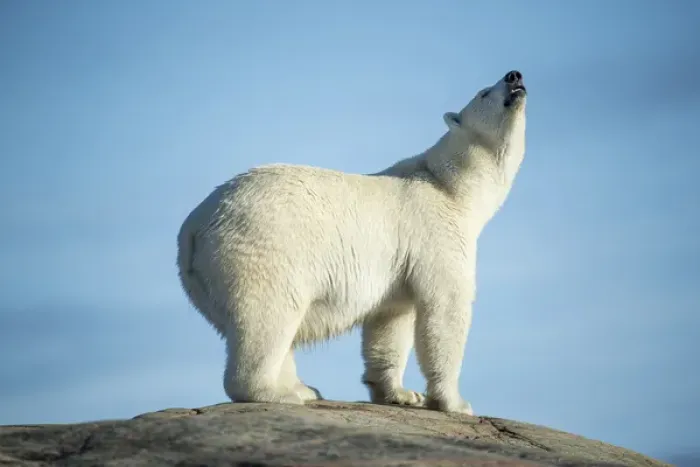 Framed Print : Canada, Nunavut Territory, Repulse Bay, Polar Bears (Ursus maritimus) sniffing air Framed Print : Canada, Nunavut Territory, Repulse Bay, Polar Bears (Ursus maritimus) sniffing air