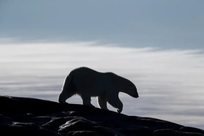 Framed Print : Canada, Nunavut Territory, Repulse Bay, Silhouette of Polar Bear (Ursus maritimus)