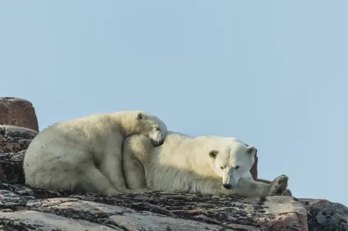 Framed Print : Canada, Nunavut Territory, Repulse Bay, Polar Bear and cub (Ursus maritimus) resting Framed Print : Canada, Nunavut Territory, Repulse Bay, Polar Bear and cub (Ursus maritimus) resting