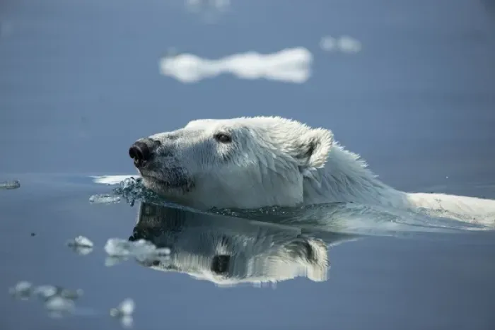 Framed Print : Canada, Nunavut Territory, Repulse Bay, Polar Bear (Ursus maritimus) swimming in Framed Print : Canada, Nunavut Territory, Repulse Bay, Polar Bear (Ursus maritimus) swimming in