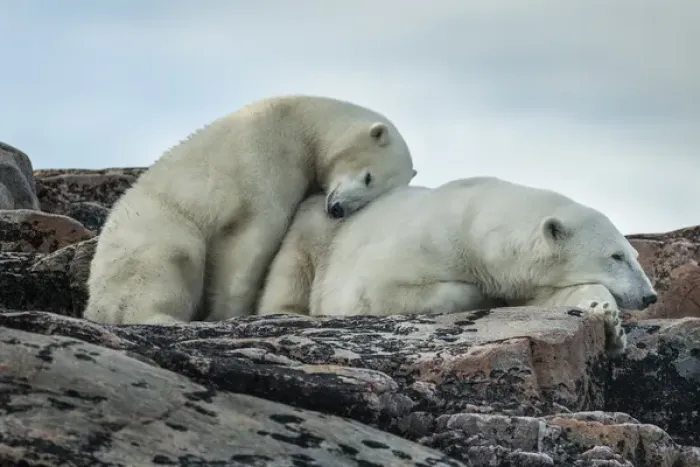 Framed Print : Canada, Nunavut Territory, Repulse Bay, Polar Bear and cub (Ursus maritimus) resting Framed Print : Canada, Nunavut Territory, Repulse Bay, Polar Bear and cub (Ursus maritimus) resting