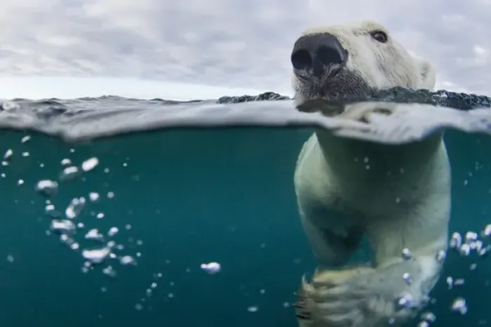 Framed Print : Canada, Nunavut Territory, Repulse Bay, Underwater view of Polar Bear (Ursus maritimus) Framed Print : Canada, Nunavut Territory, Repulse Bay, Underwater view of Polar Bear (Ursus maritimus)