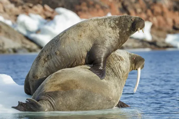Framed Print : Canada, Nunavut Territory, Repulse Bay, Walrus (Odobenus rosmarus) and calf on small