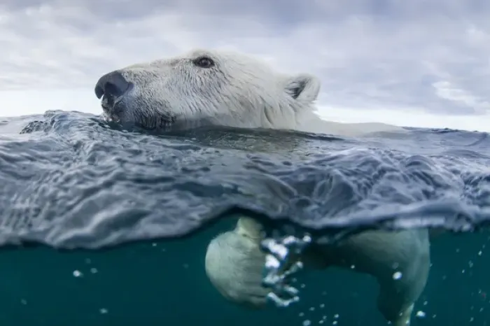 Framed Print : Canada, Nunavut Territory, Repulse Bay, Underwater view of Polar Bear (Ursus maritimus)