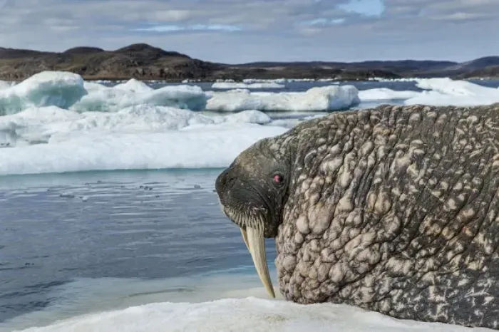 Framed Print : Canada, Nunavut Territory, Repulse Bay, Walrus (Odobenus rosmarus) resting on ice Framed Print : Canada, Nunavut Territory, Repulse Bay, Walrus (Odobenus rosmarus) resting on ice