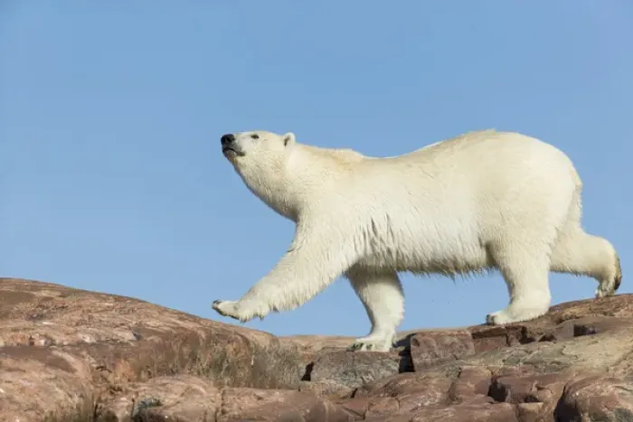 Framed Print : Canada, Nunavut Territory, Repulse Bay, Polar Bear (Ursus maritimus) walking on rocky Framed Print : Canada, Nunavut Territory, Repulse Bay, Polar Bear (Ursus maritimus) walking on rocky