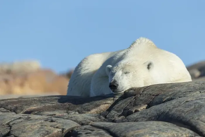 Framed Print : Canada, Nunavut Territory, Repulse Bay, Polar Bear (Ursus maritimus) resting on rocky
