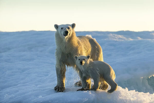 Canada, Nunavut Territory, Repulse Bay, Polar Bear and Cub (Ursus maritimus) standing
