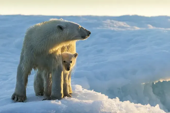 Framed Print : Canada, Nunavut Territory, Repulse Bay, Polar Bear and Cub (Ursus maritimus) standing
