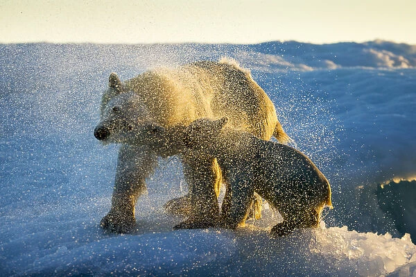 Canada, Nunavut Territory, Repulse Bay, Polar Bear and Cub (Ursus maritimus) shakes