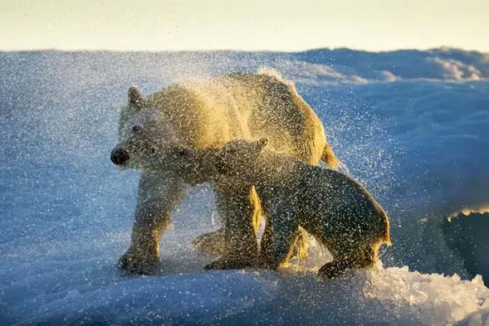 Framed Print : Canada, Nunavut Territory, Repulse Bay, Polar Bear and Cub (Ursus maritimus) shakes Framed Print : Canada, Nunavut Territory, Repulse Bay, Polar Bear and Cub (Ursus maritimus) shakes