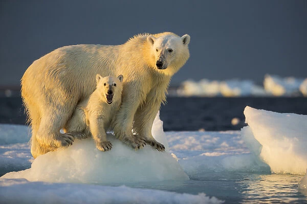 Canada, Nunavut Territory, Repulse Bay, Polar Bear Cub (Ursus maritimus) beneath