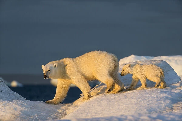 Canada, Nunavut Territory, Repulse Bay, Polar Bear Cub (Ursus maritimus) walking