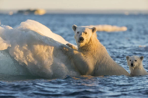 Canada, Nunavut Territory, Repulse Bay, Polar Bear and young cub (Ursus maritimus)