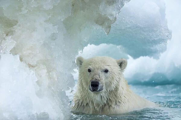 Canada, Nunavut Territory, Repulse Bay, Polar Bear (Ursus maritimus) swimming through