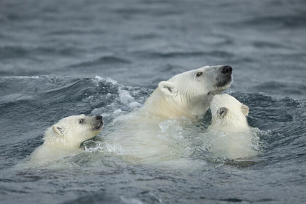 Canada, Nunavut Territory, Repulse Bay, Polar Bear and young cubs (Ursus maritimus)