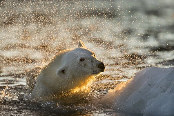 Canada, Nunavut Territory, Repulse Bay, Polar Bear (Ursus maritimus) shakes off water
